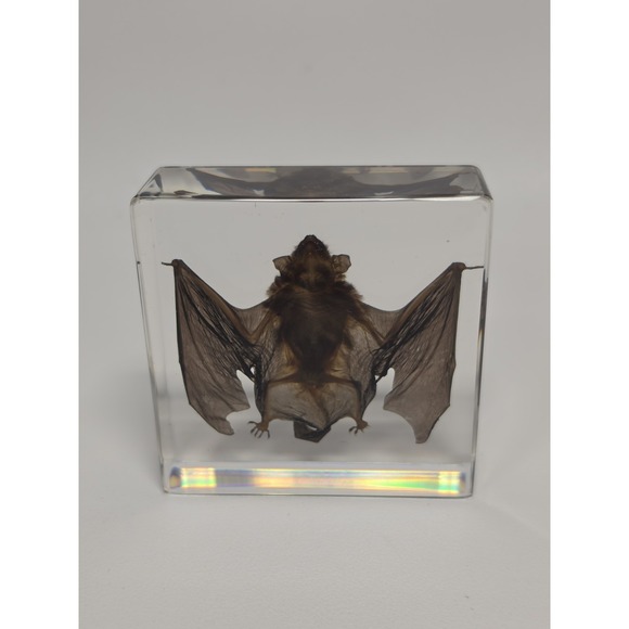 Other - REAL Bat In Resin Block Bat Oddities Weird Strange Odd Creepy Bizarre Mystical